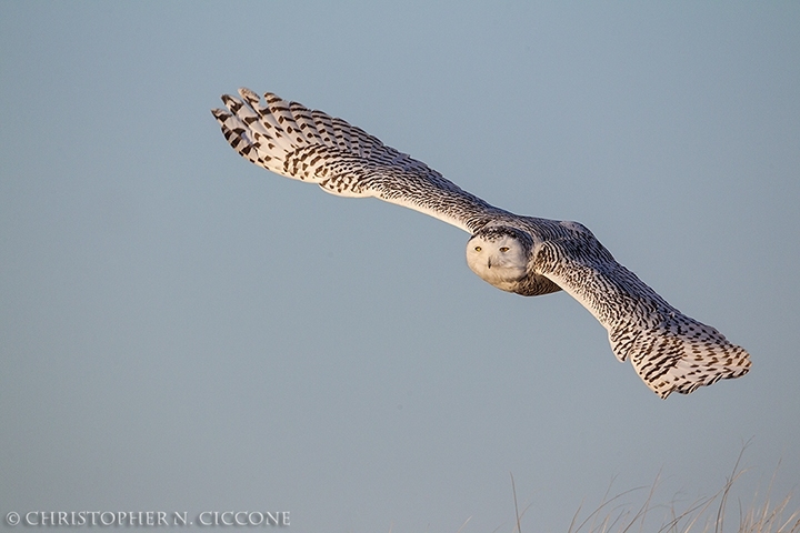 Snowy Owl