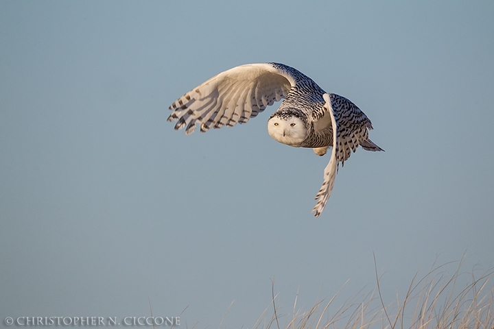 Snowy Owl