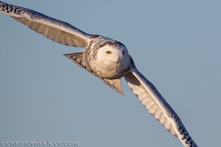 Snowy Owl