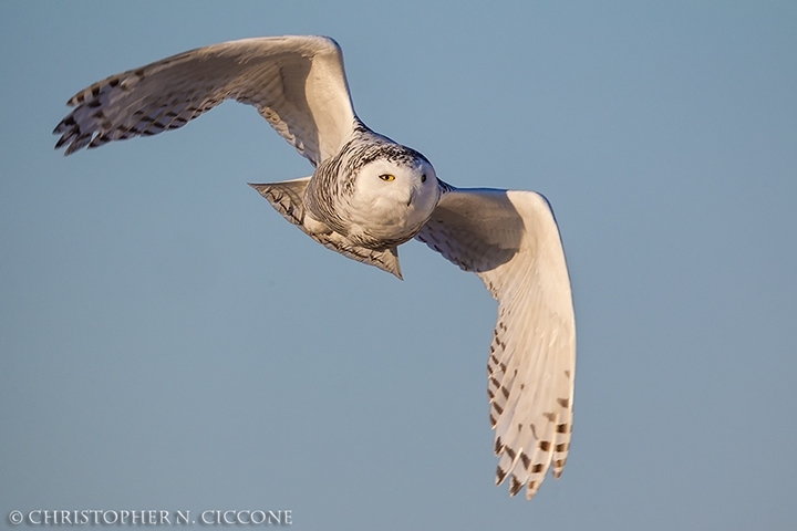 Snowy Owl