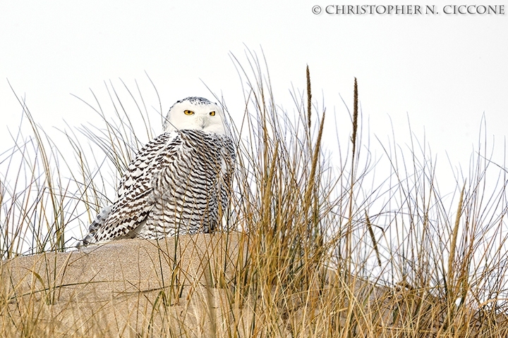 Snowy Owl