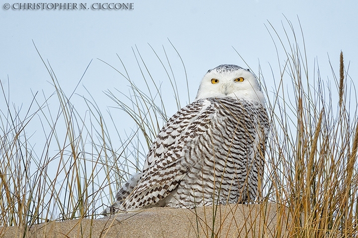 Snowy Owl