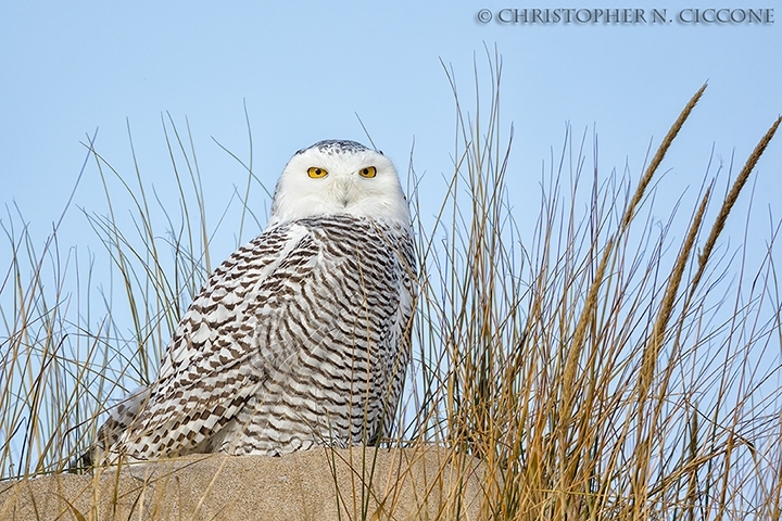 Snowy Owl