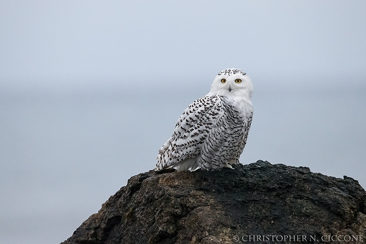 Snowy Owl