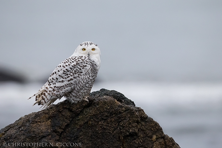 Snowy Owl