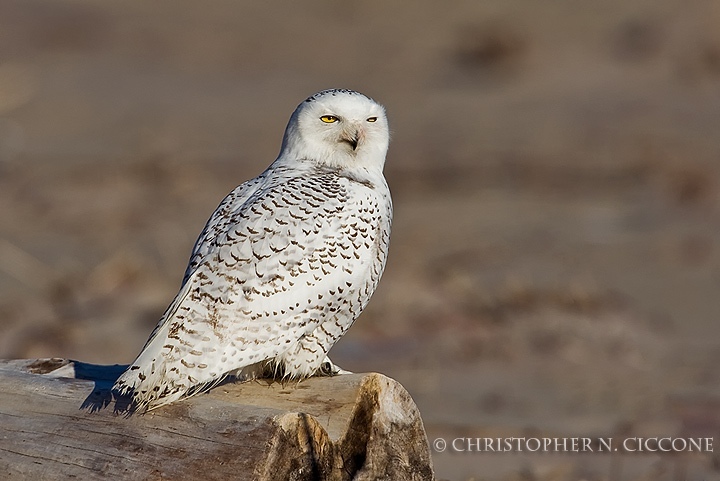 Snowy Owl