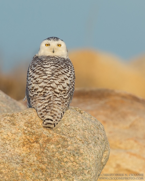 Snowy Owl