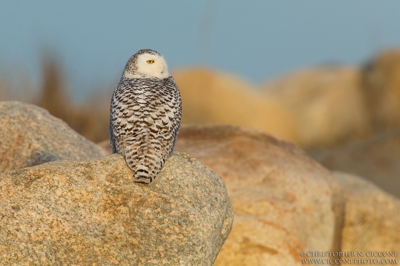 Snowy Owl