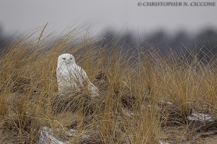 Snowy Owl