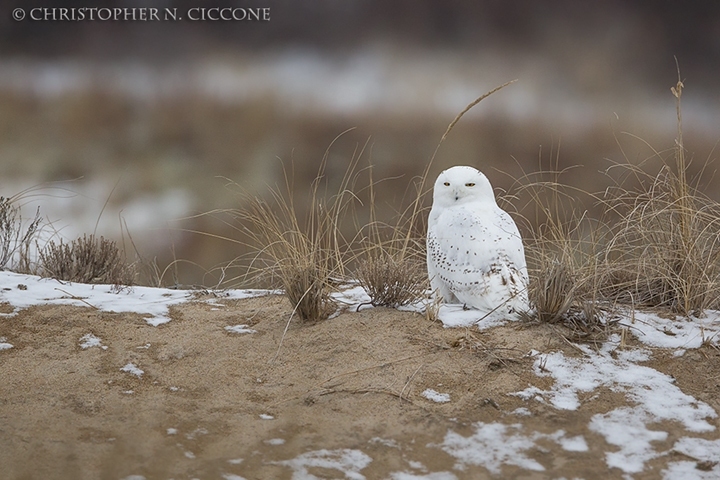 Snowy Owl