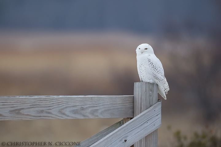 Snowy Owl