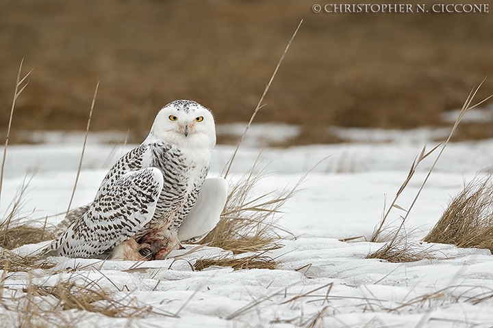 Snowy Owl