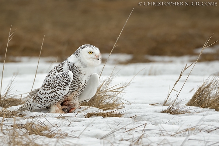 Snowy Owl