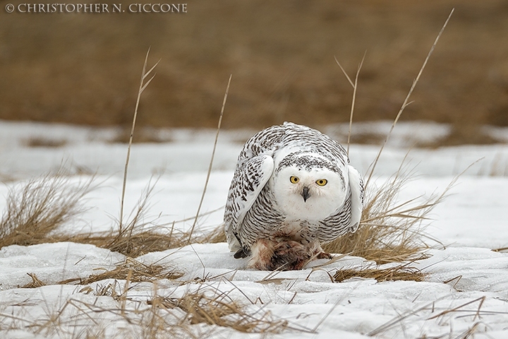 Snowy Owl