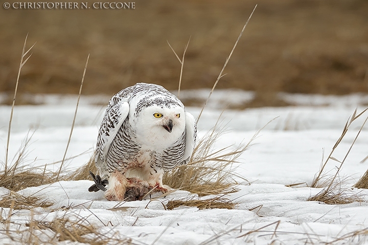 Snowy Owl