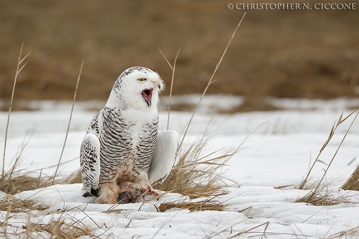 Snowy Owl