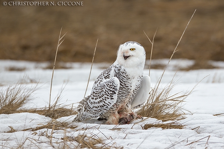 Snowy Owl