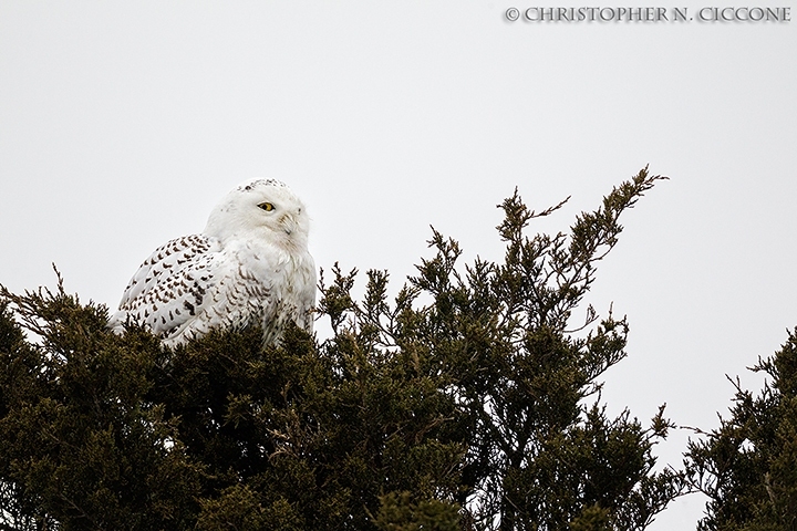 Snowy Owl