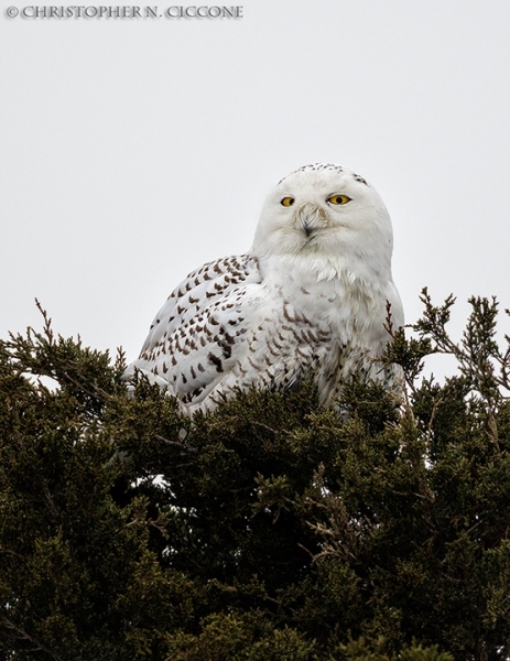 Snowy Owl