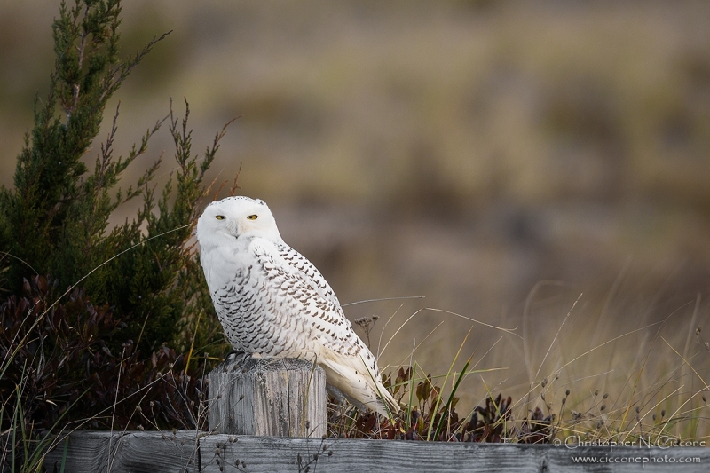 Snowy Owl