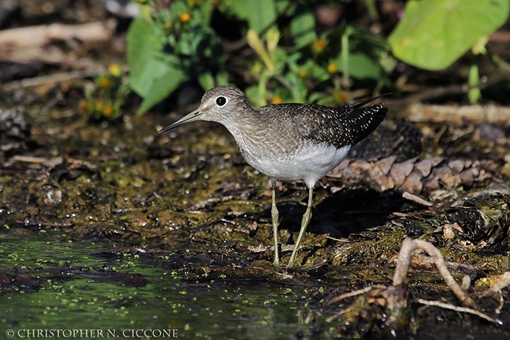 Solitary Sandpiper