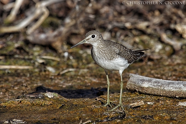 Solitary Sandpiper