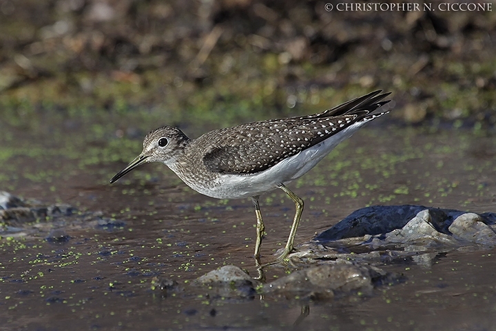 Solitary Sandpiper