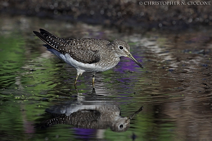 Solitary Sandpiper