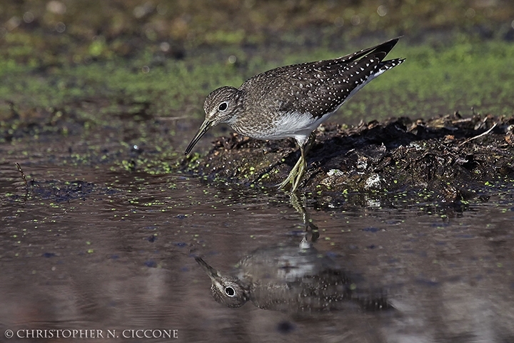 Solitary Sandpiper