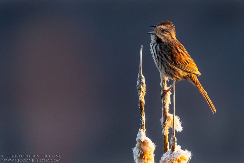 Song Sparrow