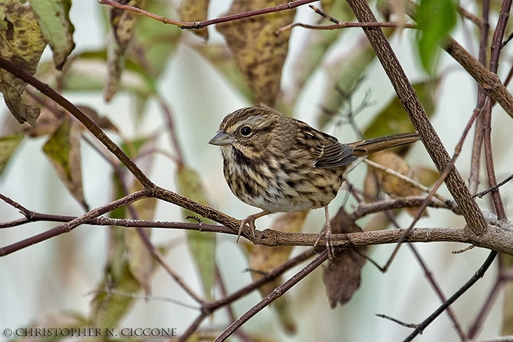 Song Sparrow