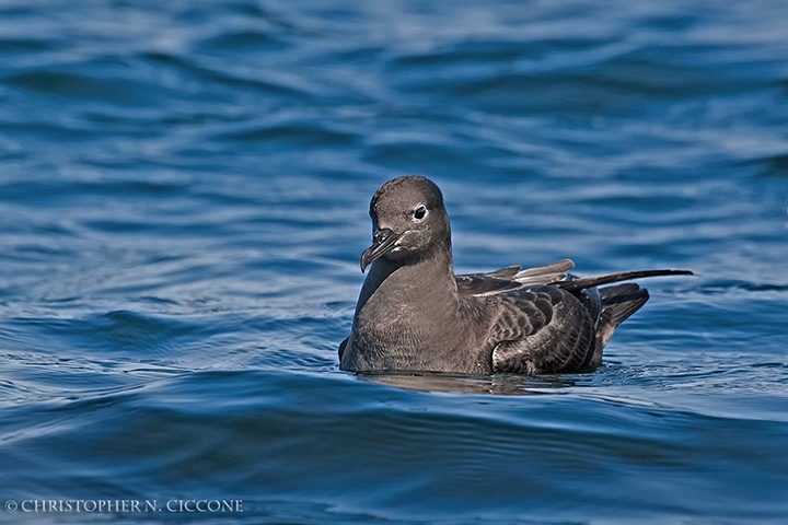 Sooty Shearwater