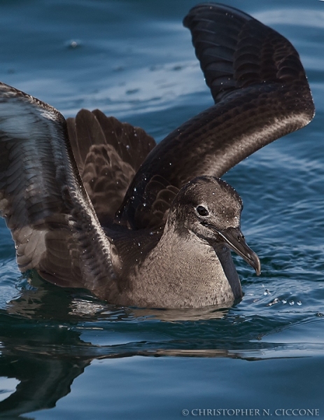 Sooty Shearwater