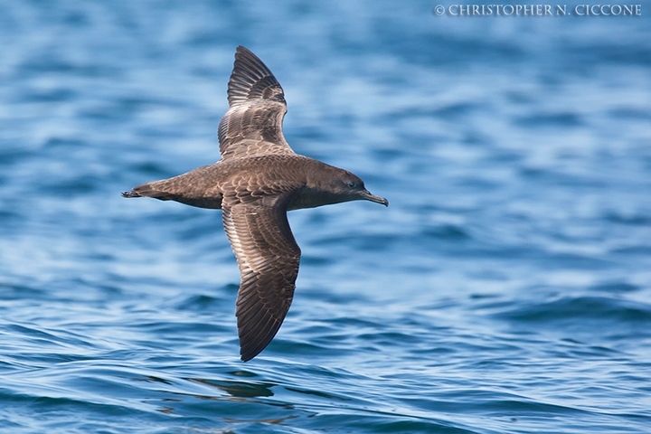 Sooty Shearwater