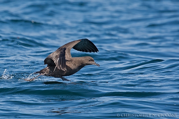 Sooty Shearwater