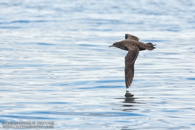 Sooty Shearwater