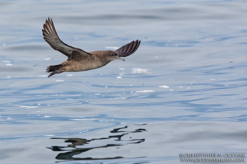 Sooty Shearwater