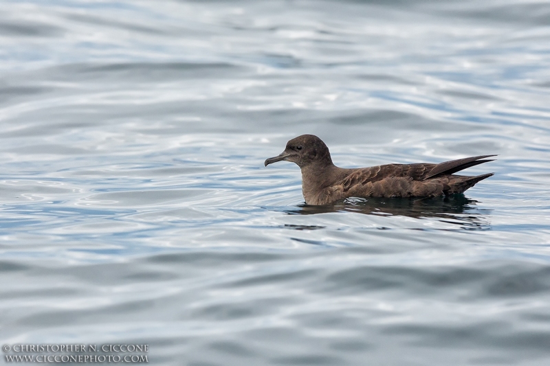 Sooty Shearwater