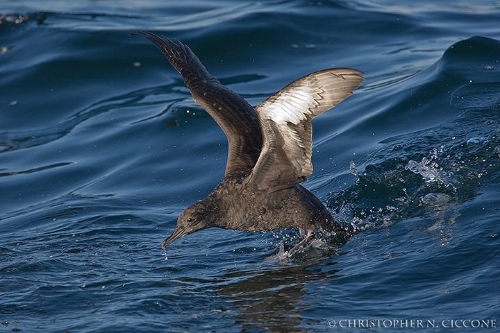 Sooty Shearwater