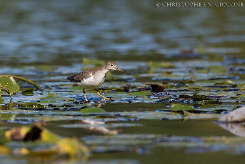 Spotted Sandpiper