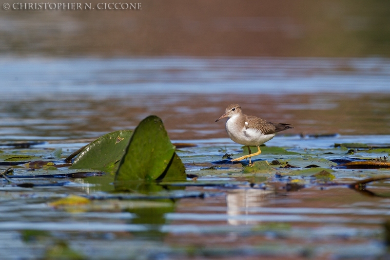 Spotted Sandpiper