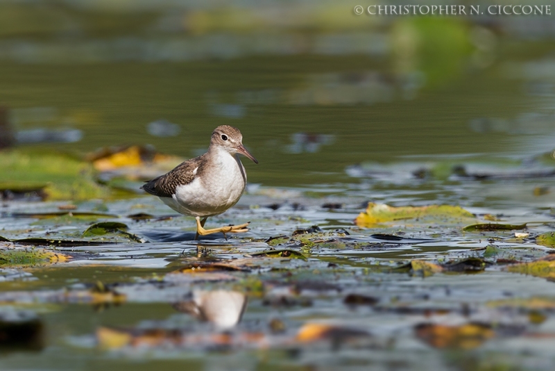 Spotted Sandpiper