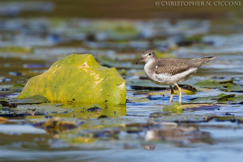 Spotted Sandpiper