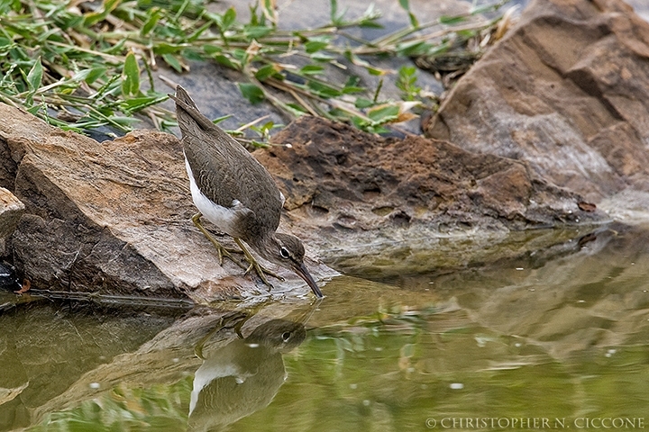 Spotted Sandpiper