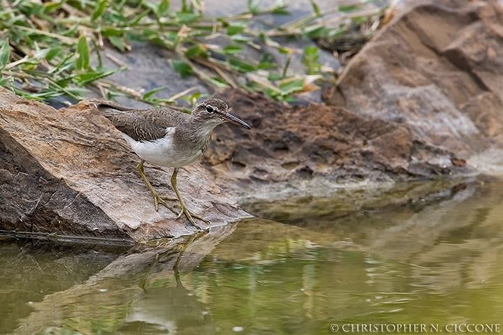 Spotted Sandpiper