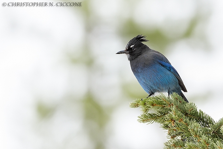 Steller’s Jay