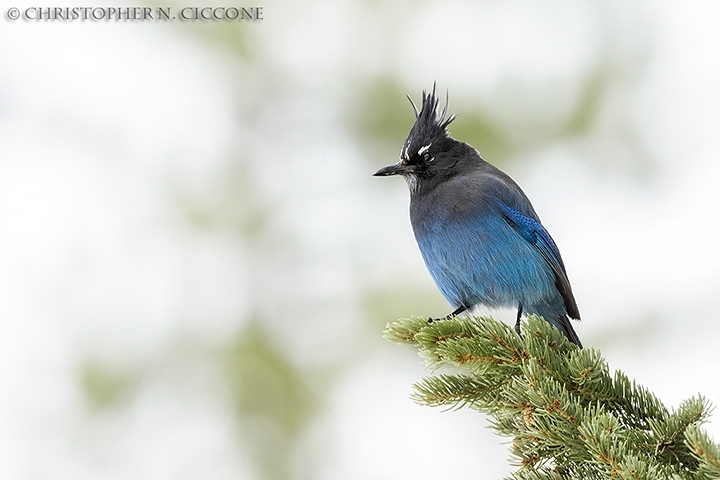 Steller’s Jay