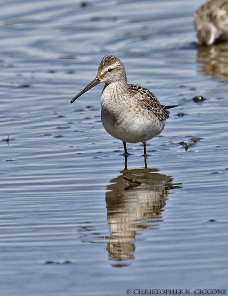 Stilt Sandpiper