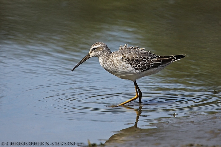 Stilt Sandpiper