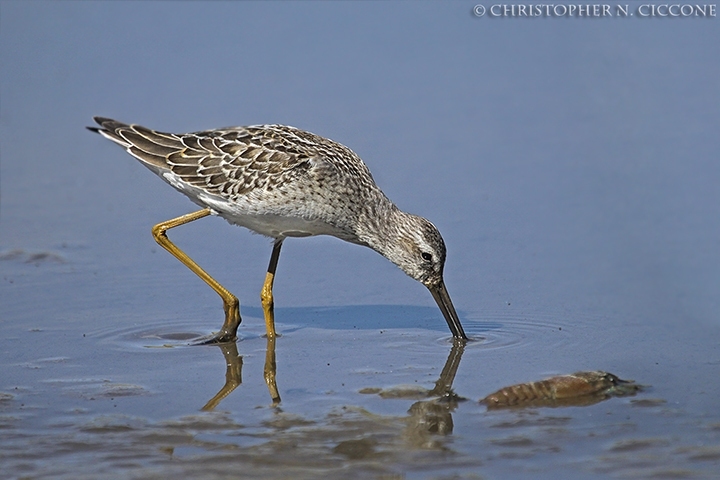 Stilt Sandpiper